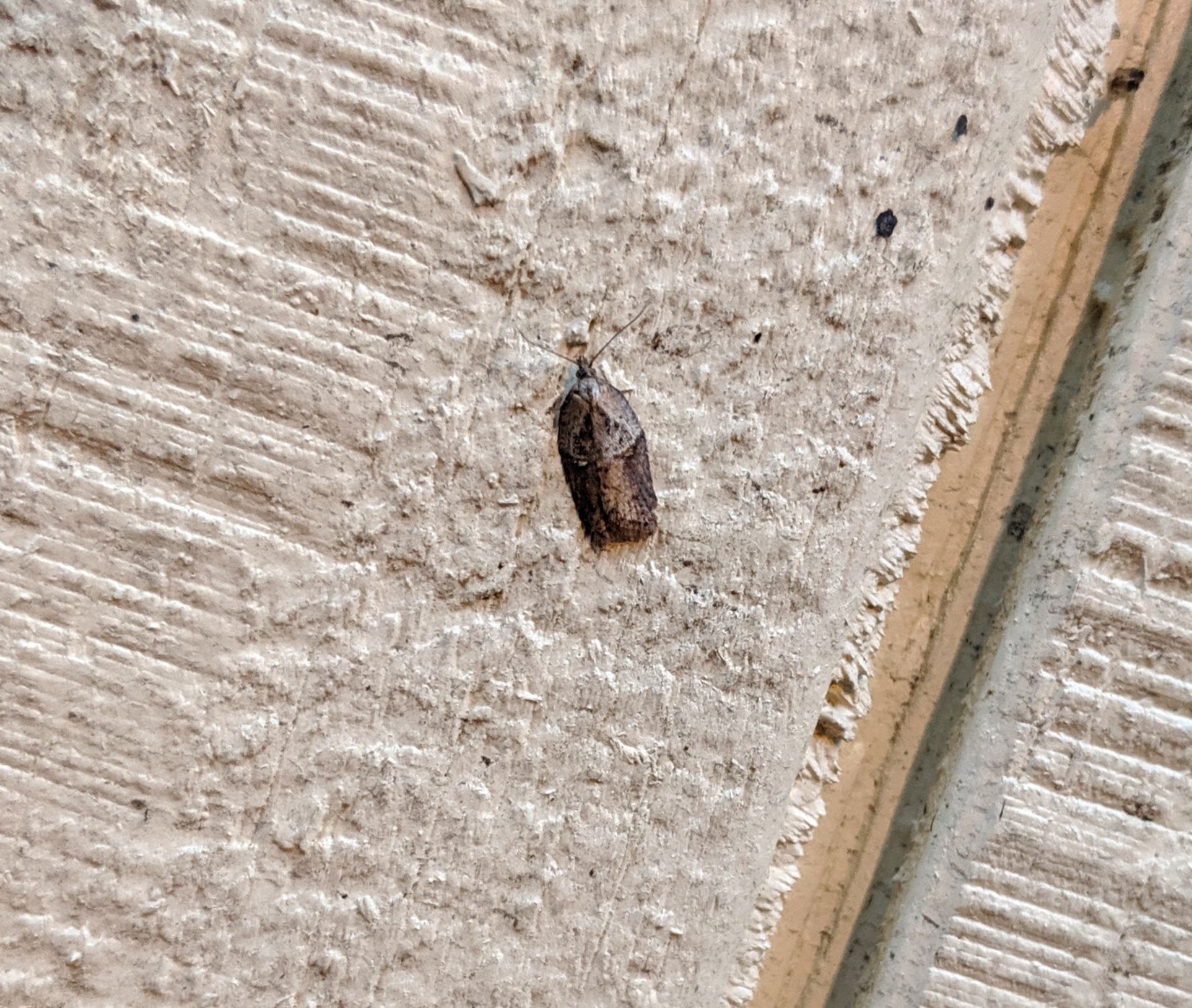 A little micromoth_20191031.jpg